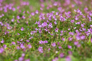 Many little violet Flowers on a Meadow in the Park, open Aperture, shallow Depth of Field