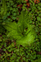 Close-up of young Fern Leafs outdoors in the Forest - Top Shot from above
