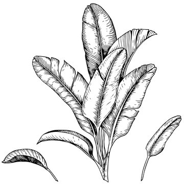 black and white banana leaves drawing clip art preview