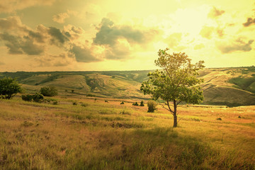 Obraz premium Lonely tree in summer steppe beautiful landscape