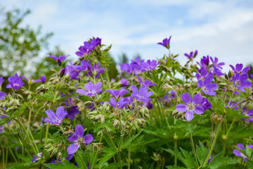 Blue geranium grows in my garden