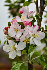 Flowers of apple tree opened under the sun