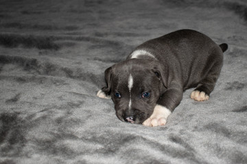 Staffordshire bull terrier puppy at 4 weeks old