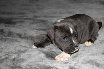 Staffordshire bull terrier puppy at 4 weeks old