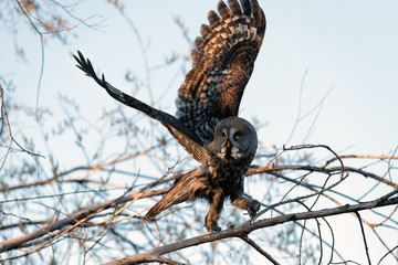 a bearded owl taking off from a tree branch and holding its prey - gray mouse. at sunset