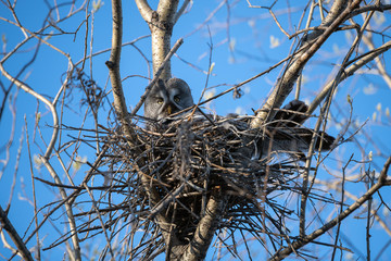 a bearded owl on the nest on blue sky background. Light sky. Wild nature. A bird hatching eggs