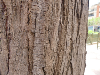 Corteza de tronco de árbol, árbol de ciudad