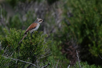 Red-backed Shrike or Lanius collurio on branch