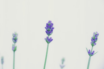 Purple Lavender Buds