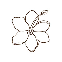 beautiful flower with leafs in white background