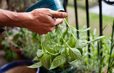 Man gardener transplanting young chili pepper plants to bigger pots - gardening activity on the...