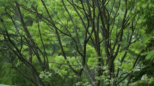 雨と風と新緑の森 023 60P スローモーション ナナカマド