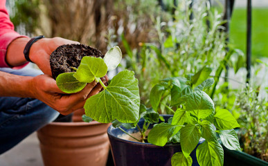 Gardener activity on the sunny balcony  -  repotting the plants Geranium, Pelargonium, pepper plants, squash seedlings and young cucumber plants.