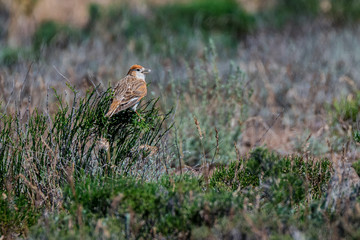 White-winged Lark or Alauda leucoptera perches on twig
