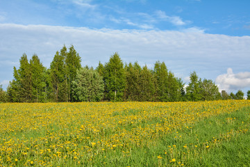 Obraz premium Green trees stretch towards the sky