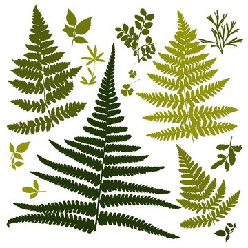 Set of silhouettes of botanical elements. Branches with leaves, herbs, wild plants, trees. Garden and forest collection of leaves and grass.  illustration on white background 