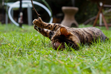Bengal  cat playing in the garden with the wooden toy.