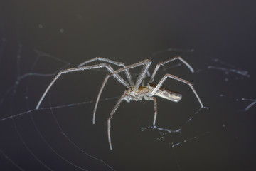 A huge leggy  spider sits in the center of the web waiting for its prey. Macro, selective focus