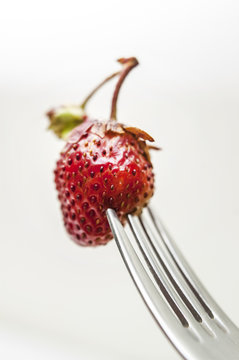 Rotten strawberry on a fork isolated on gray