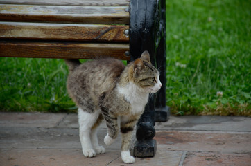 Cat at the bench