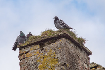 Three Pigeons on the Chimney of a Ruin