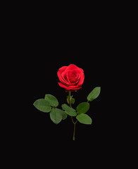 red rose isolated on black background - 270612289