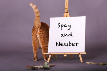 Spay and neuter white canvas sign with orange tabby cat standing  - obrazy, fototapety, plakaty