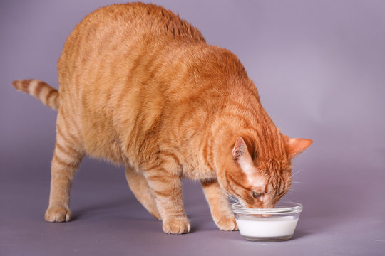 Orange Tabby Male Cat Drinking Milk From Glass Bowl In Studio