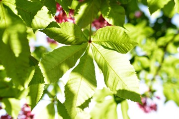 Oak trees in summer season