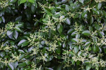 Close up green foliage background texture 