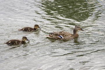 Duck family on a boat trip.