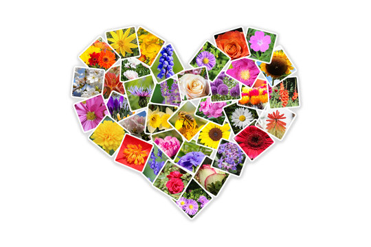 flower photo collage in the shape of a heart isolated on white background