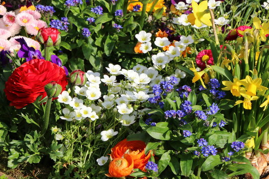 Garten, fr&uuml;hlingshafte Bepflanzung mit roten und orangen Ranunkeln, blauen Vergissmeinnicht, wei&szlig;em Steinbrech, gelben Narzissen und rosa G&auml;nsebl&uuml;mchen
