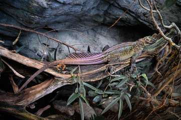 Philippinische Segelechse