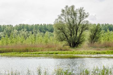Wetlands in Petrovaradin near the city of Novi Sad by the river Danube