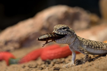 lizard on a rock