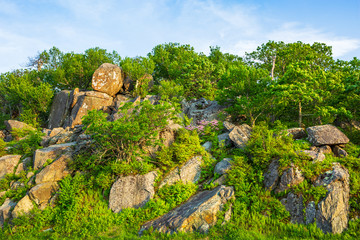 Rugged Landscape with Rocks and Plants Along the Skyline Drive, VA, USA