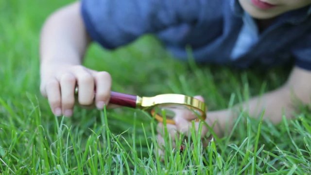 Preteen child, boy, exploring with magnifying glass, watching ladybugs in the grass