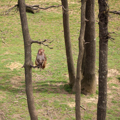 mammifère  /primate  /singe
