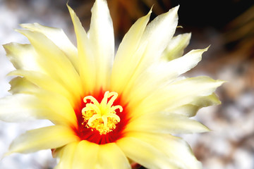 yellow cactus is blooming in garden