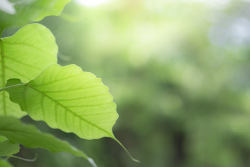 Fototapeta na wymiar Closeup of nature green leaf and sunlight with greenery blurred background use as decoration ecology environment , fresh wallpaper concept. - Image
