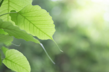 Closeup of nature green leaf and sunlight with greenery blurred background use as decoration ecology environment , fresh wallpaper concept. - Image
