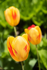 Yellow and Red Tulips