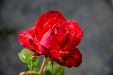 Beautiful flower of red rose. Young buds.  Green leaves as a background. Gentle lighting. Outside. Without people. Amazing nature.