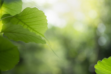 Closeup of nature green leaf and sunlight with greenery blurred background use as decoration ecology environment , fresh wallpaper concept. - Image