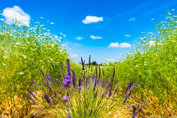 Gardinen Lavendel auf Erde der Provence © HereWeAre-Flaccomio