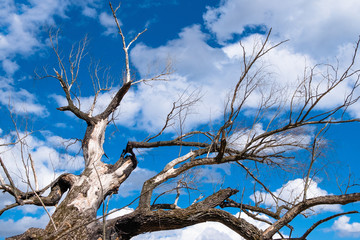 An old large dead tree stretches its branches as if it were as if with a plea to a bright blue sky through which white fluffy clouds float.