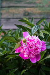 Obraz premium pink peony flower growing in the garden