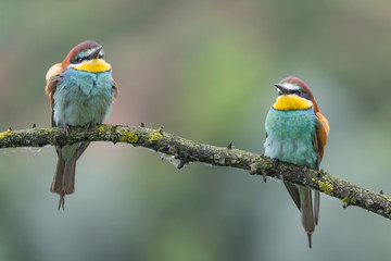 Engaged couple of bee eaters (Merops apiaster)
