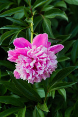 Fototapeta premium Beautiful pink peonies grow in the garden, close-up